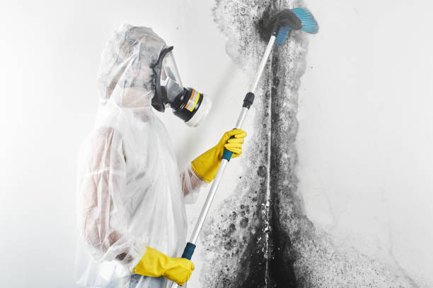 Best Crawl Space Mold Remediation  in Edmonton, KY