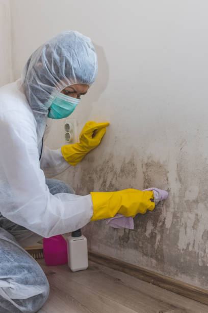 Best Commercial Mold Inspection  in Edmonton, KY
