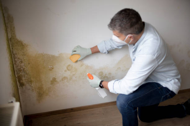 Best Post-Remediation Verification Testing  in Edmonton, KY