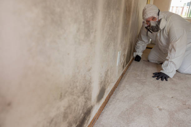 Best Environmental Consulting for Mold Prevention  in Edmonton, KY